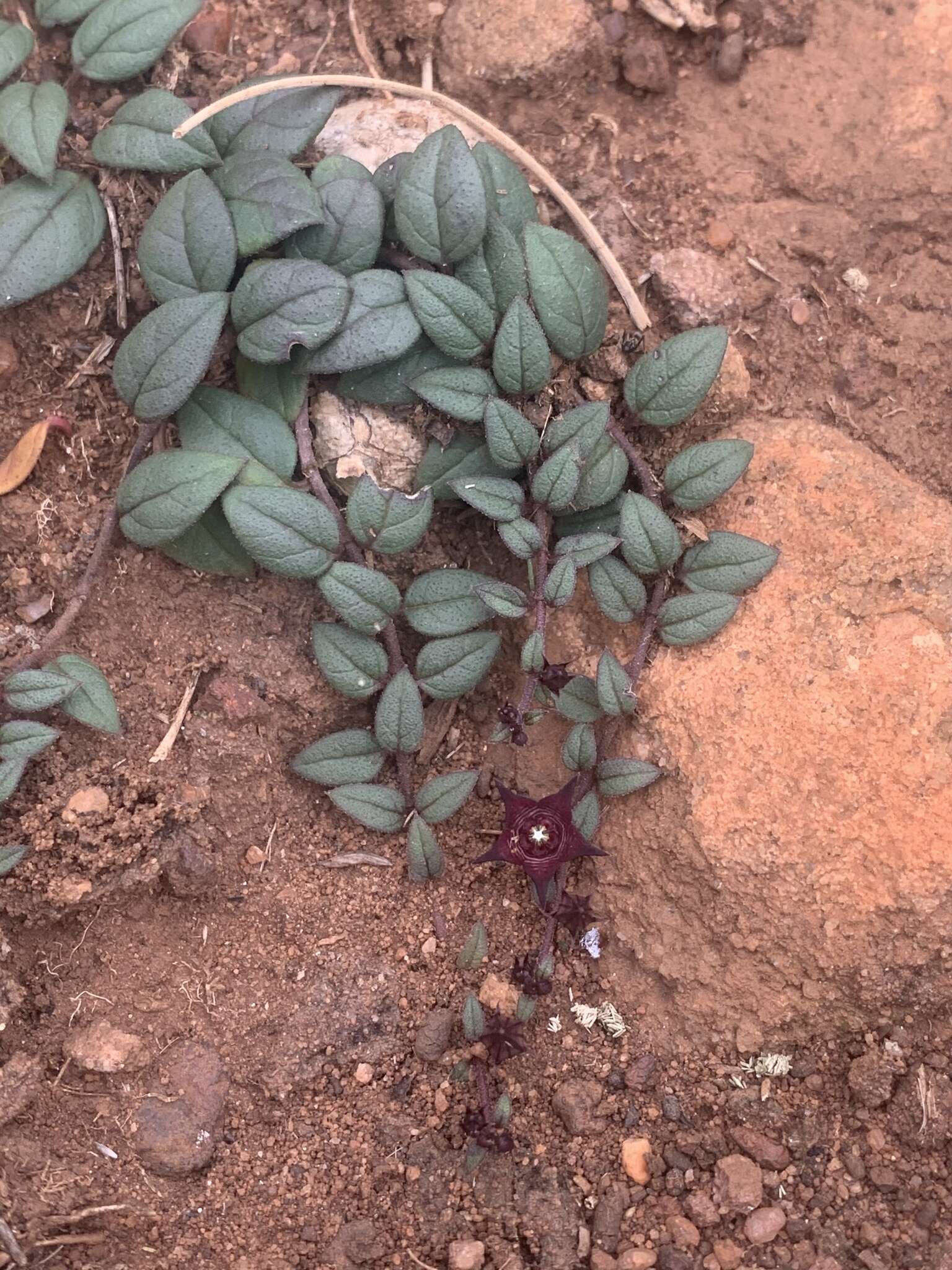 Image of Ceropegia pulchellior Bruyns