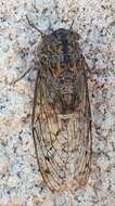 Image of Cicada barbara barbara (Stal 1866)