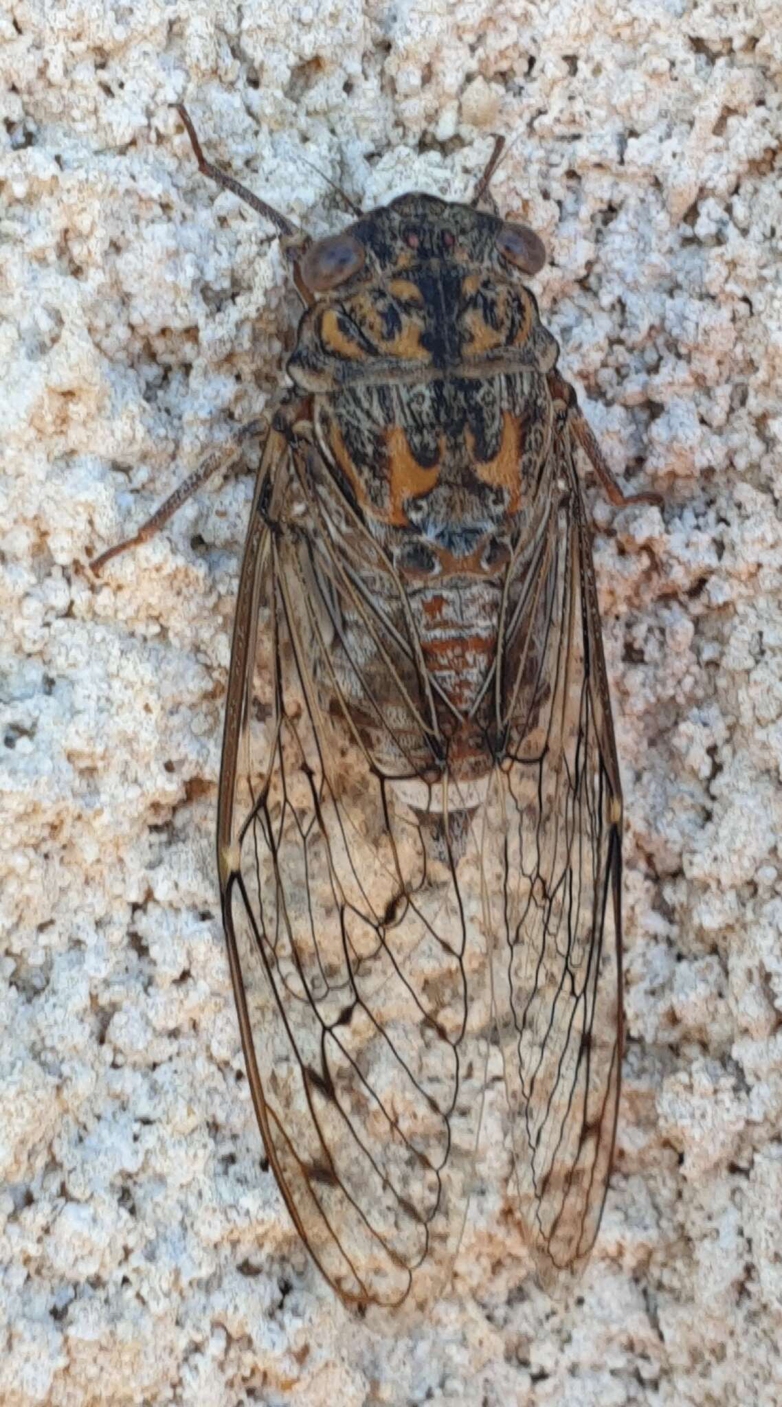 Image of Cicada barbara barbara (Stal 1866)