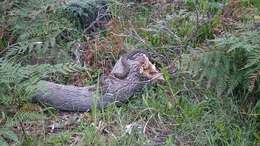 Image of Carpet python