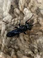 Image of Crabronid wasp