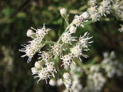 Sivun Eupatorium resinosum Torrey ex DC. kuva