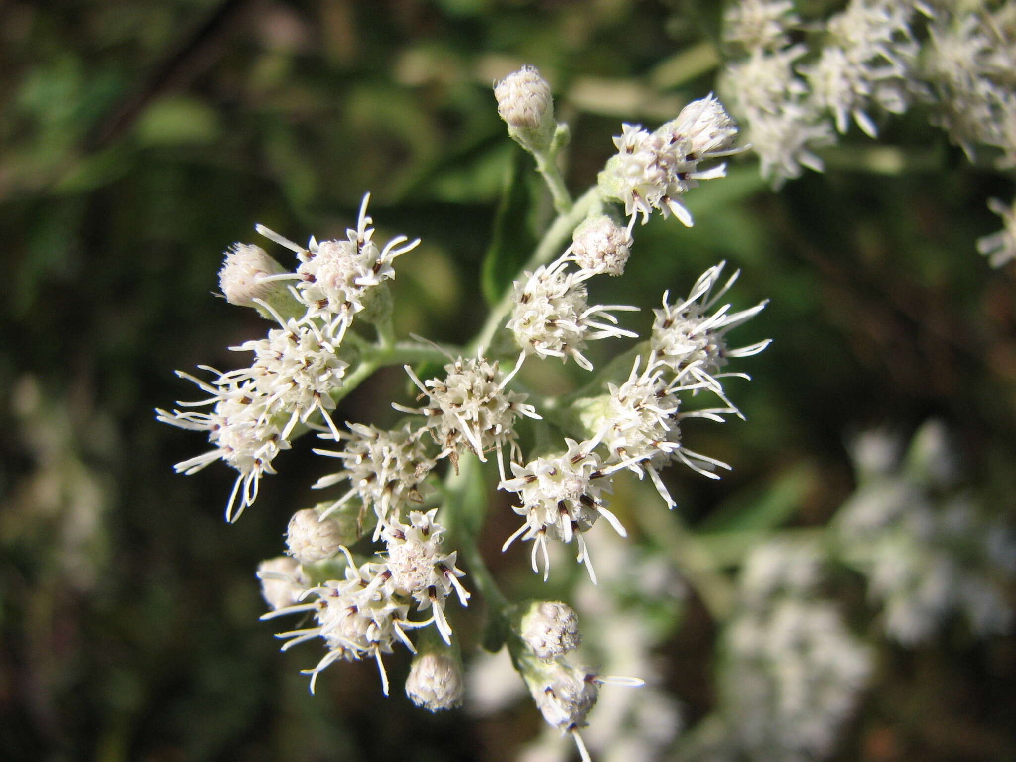 Image of pine barren thoroughwort