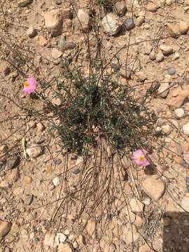 Helianthemum virgatum (Desf.) Pers. resmi