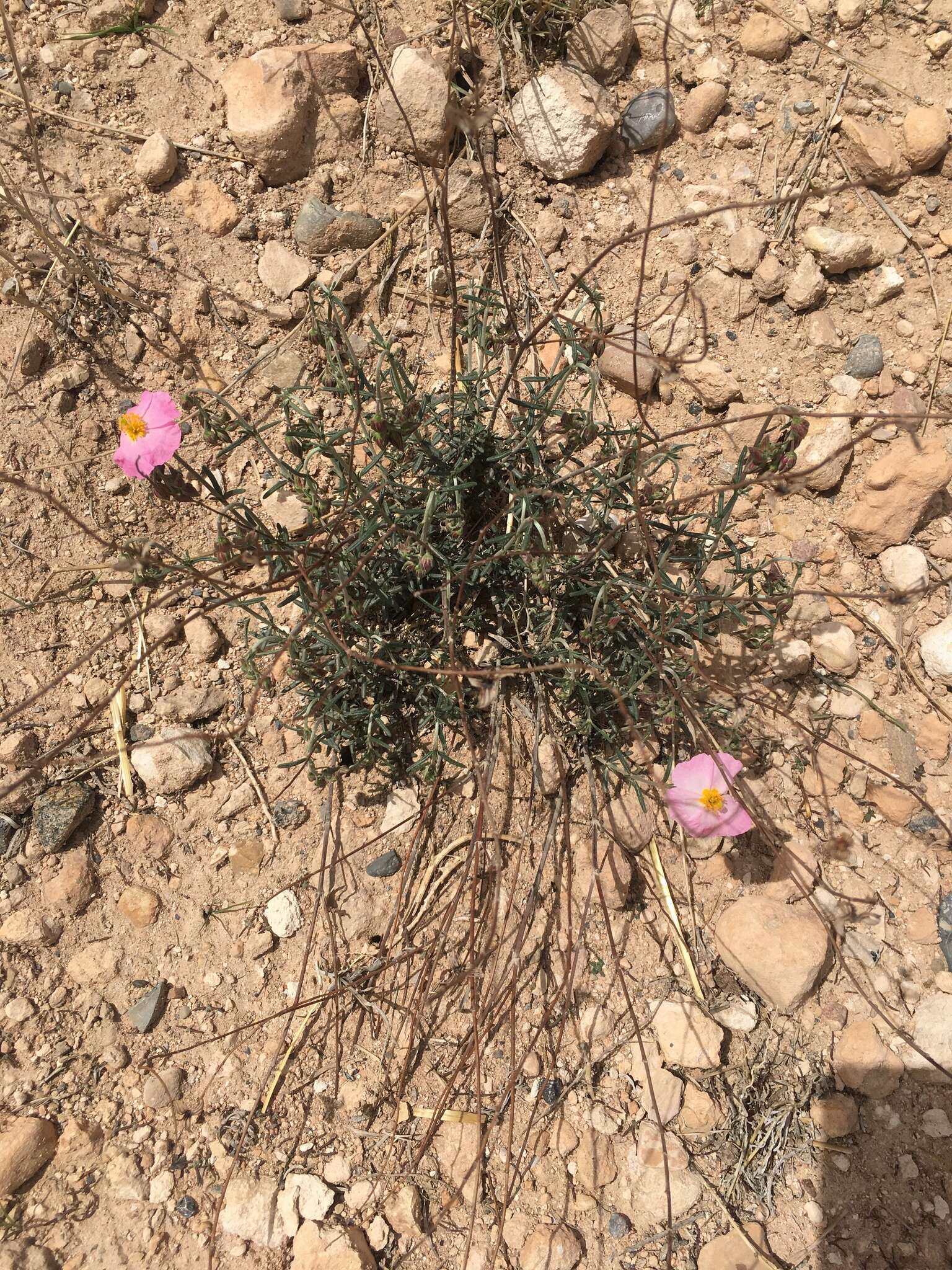 Helianthemum virgatum (Desf.) Pers. resmi