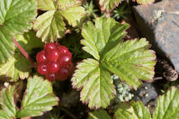 Image de Rubus arcticus subsp. acaulis (Michx.) Focke