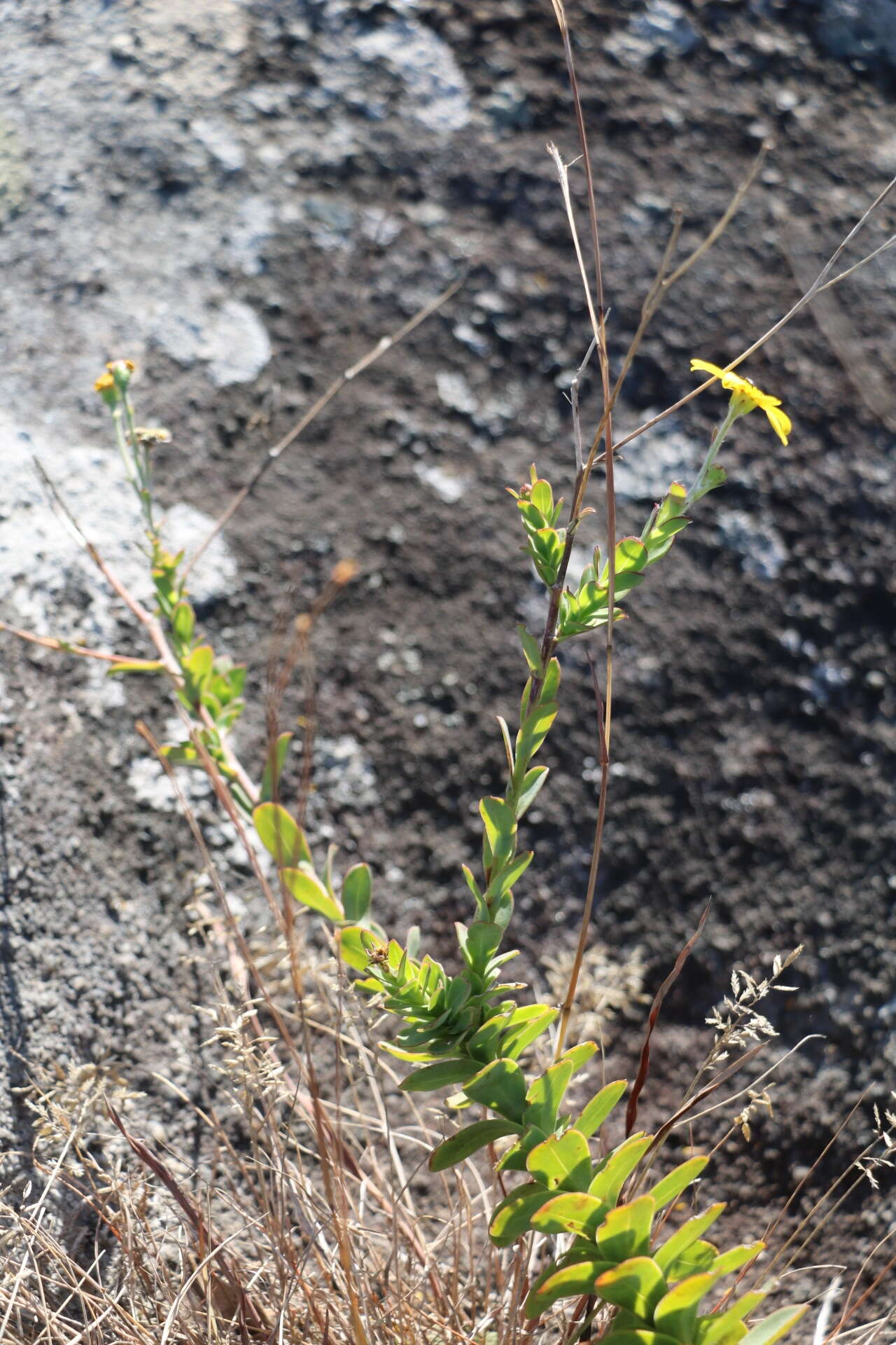 Image de Osteospermum imbricatum L.