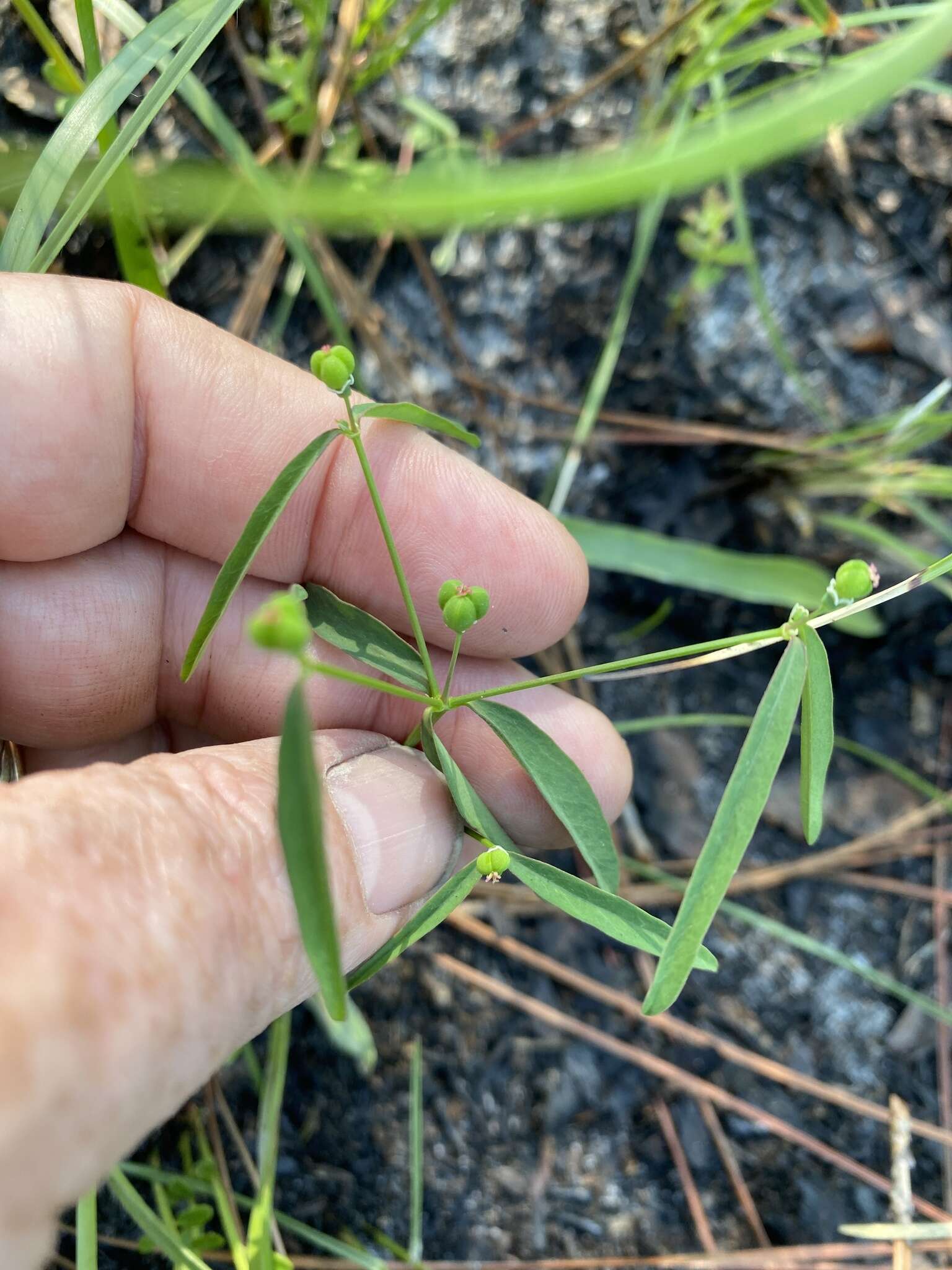 Image of Curtis' Spurge