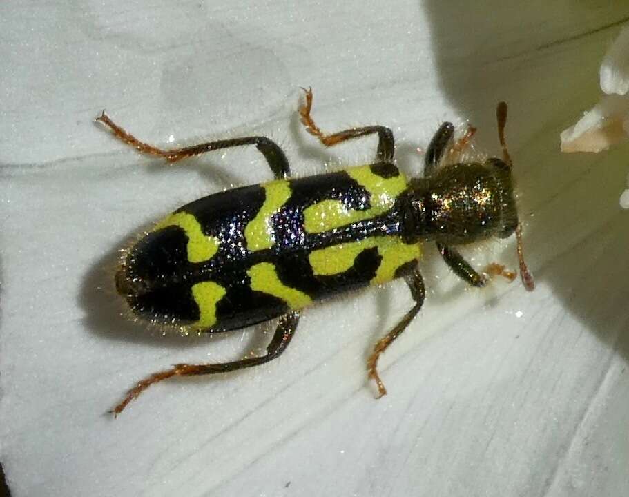 Image of Ornate Checkered Beetle