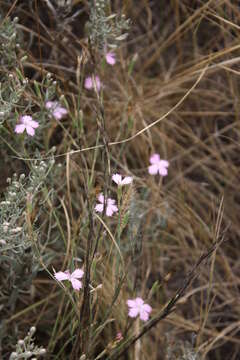 Image of Dianthus carbonatus Klokov