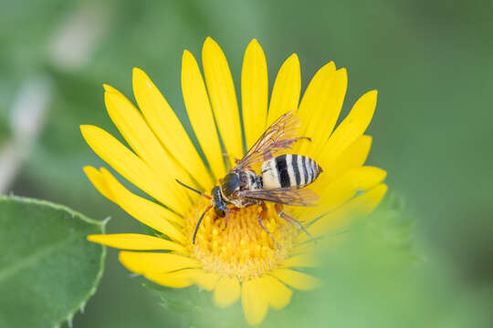 Triepeolus quadrifasciatus (Say 1823) resmi