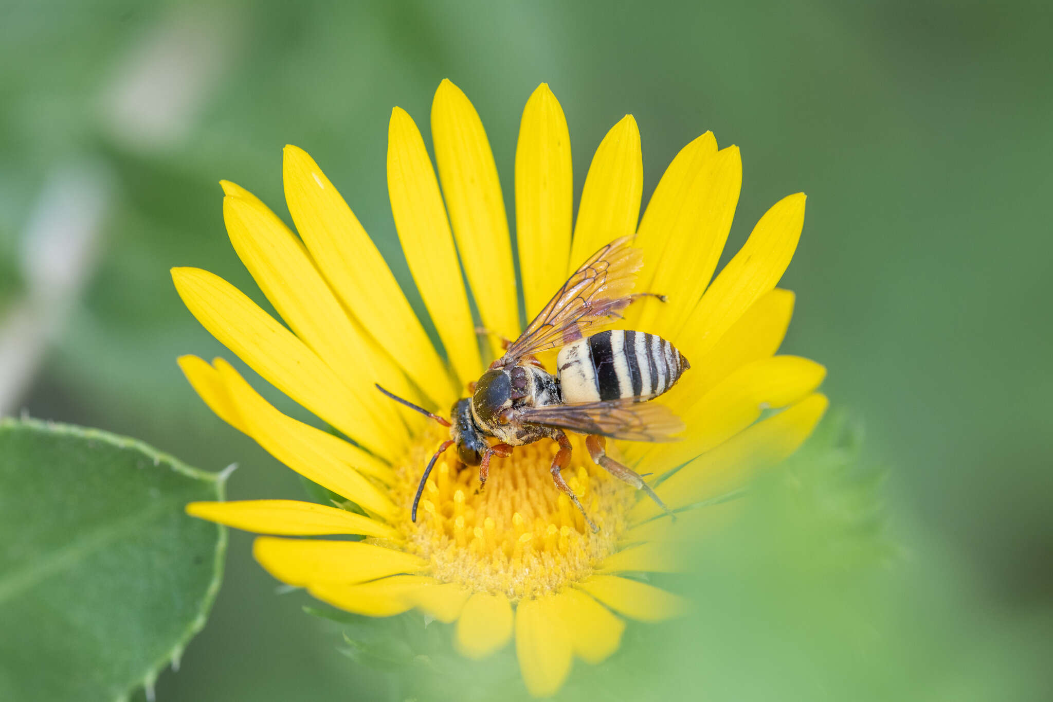 Triepeolus quadrifasciatus (Say 1823) resmi