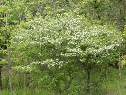 Слика од Crataegus reverchonii Sarg.