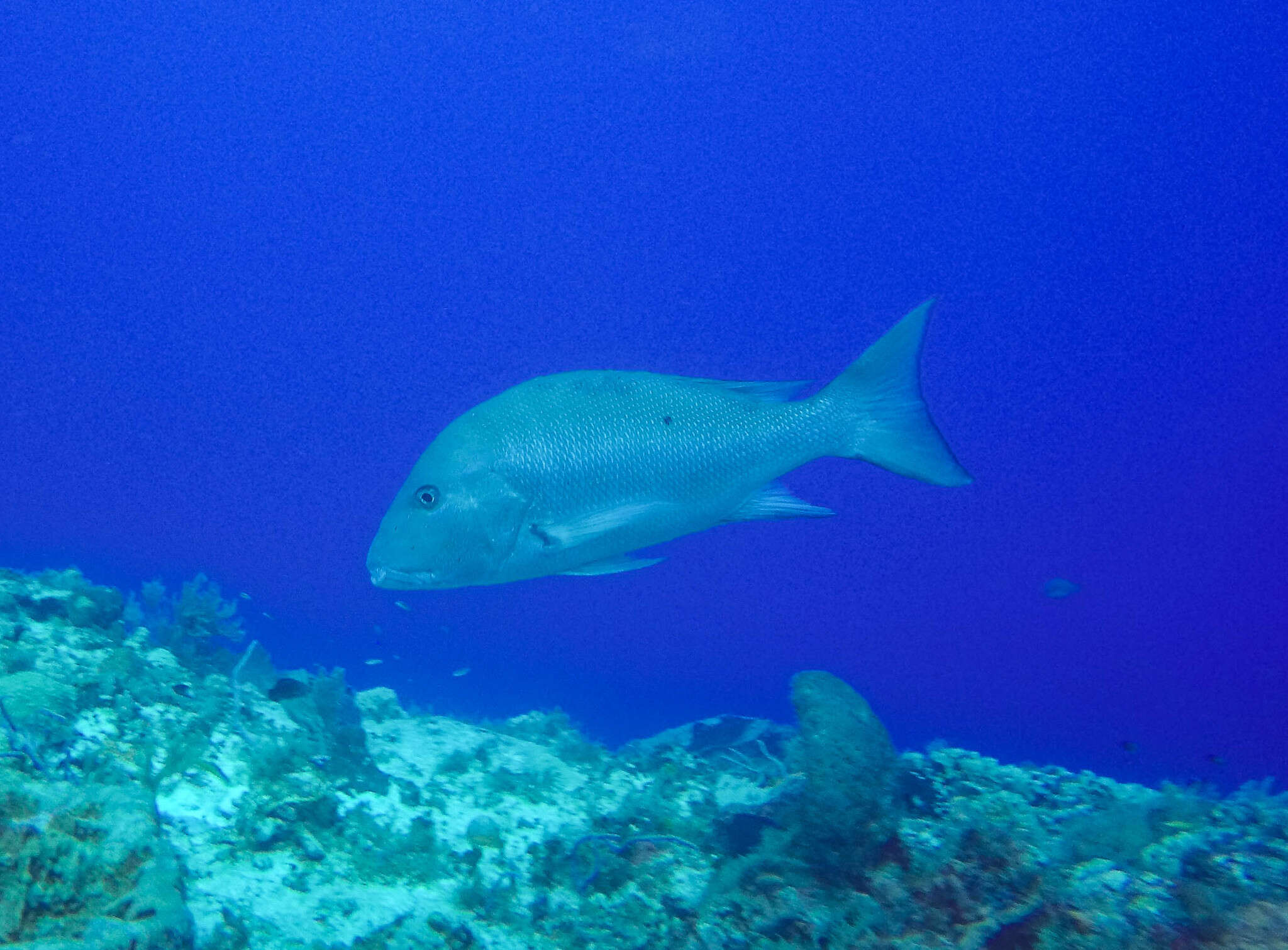 Image of Mutton Snapper