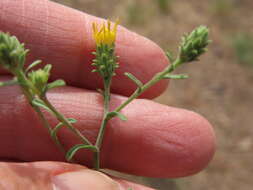 Image of Dieteria shastensis (A. Gray) D. W. Taylor