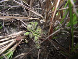 Image of Drosera hirtella St. Hil.