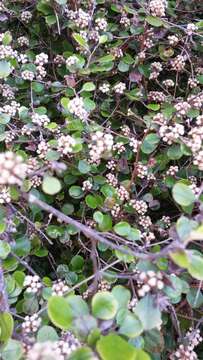 Image of Ozothamnus glomeratus Hook. fil.