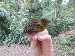 Image of Band-tailed Manakin