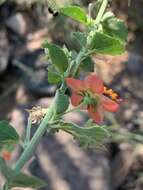 Image of Hibiscus coddii subsp. coddii