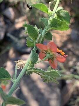 Image of Hibiscus coddii Exell