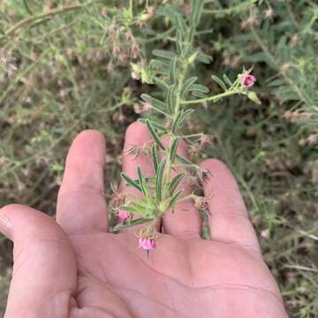 Plancia ëd Hermannia tomentosa (Turcz.) Schinz ex Engl.