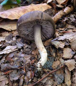 Image of Pseudotricholoma umbrosum (A. H. Sm. & M. B. Walters) Sánchez-García & Matheny 2014