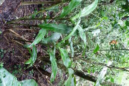 Image of wild plantain