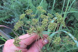 Image de Heteromorpha involucrata Conrath