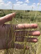 Image of plains muhly