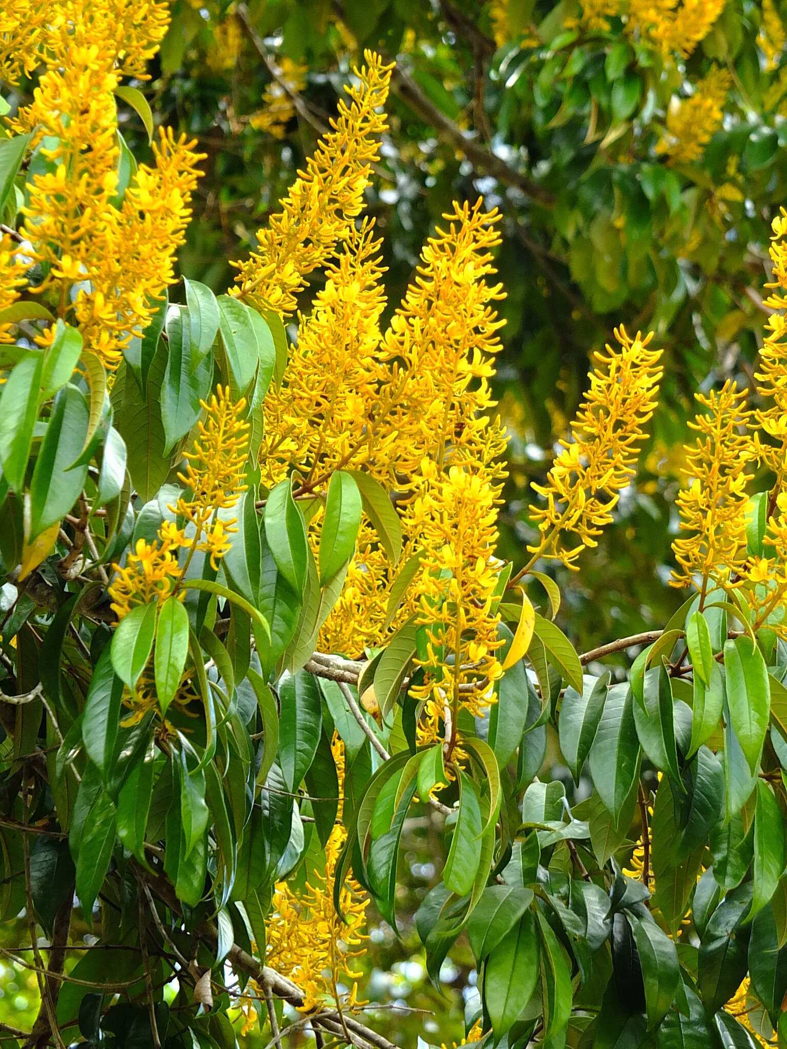 Image of Vochysia tomentosa (G. Mey.) DC.