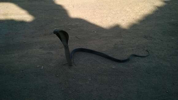 Image of Indian cobra