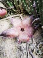 Image of <i>Stapelia <i>hirsuta</i></i> var. hirsuta