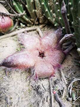 صورة <i>Stapelia <i>hirsuta</i></i> var. hirsuta