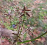 Image of Cyperus mundii (Nees) Kunth