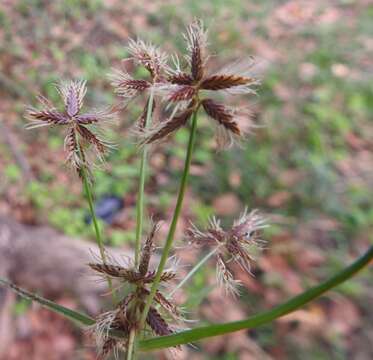 Image de Cyperus mundii (Nees) Kunth