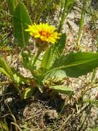 Image of False sowthistle