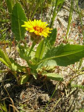 Image of False sowthistle