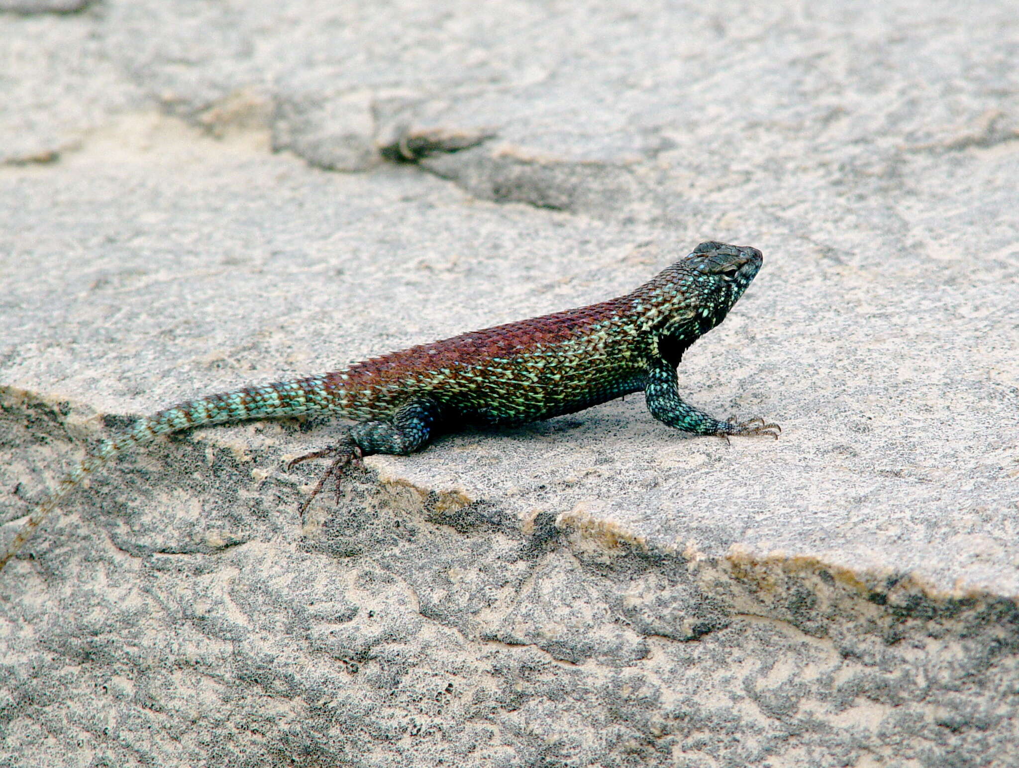 Image of Hunsaker's Spiny Lizard