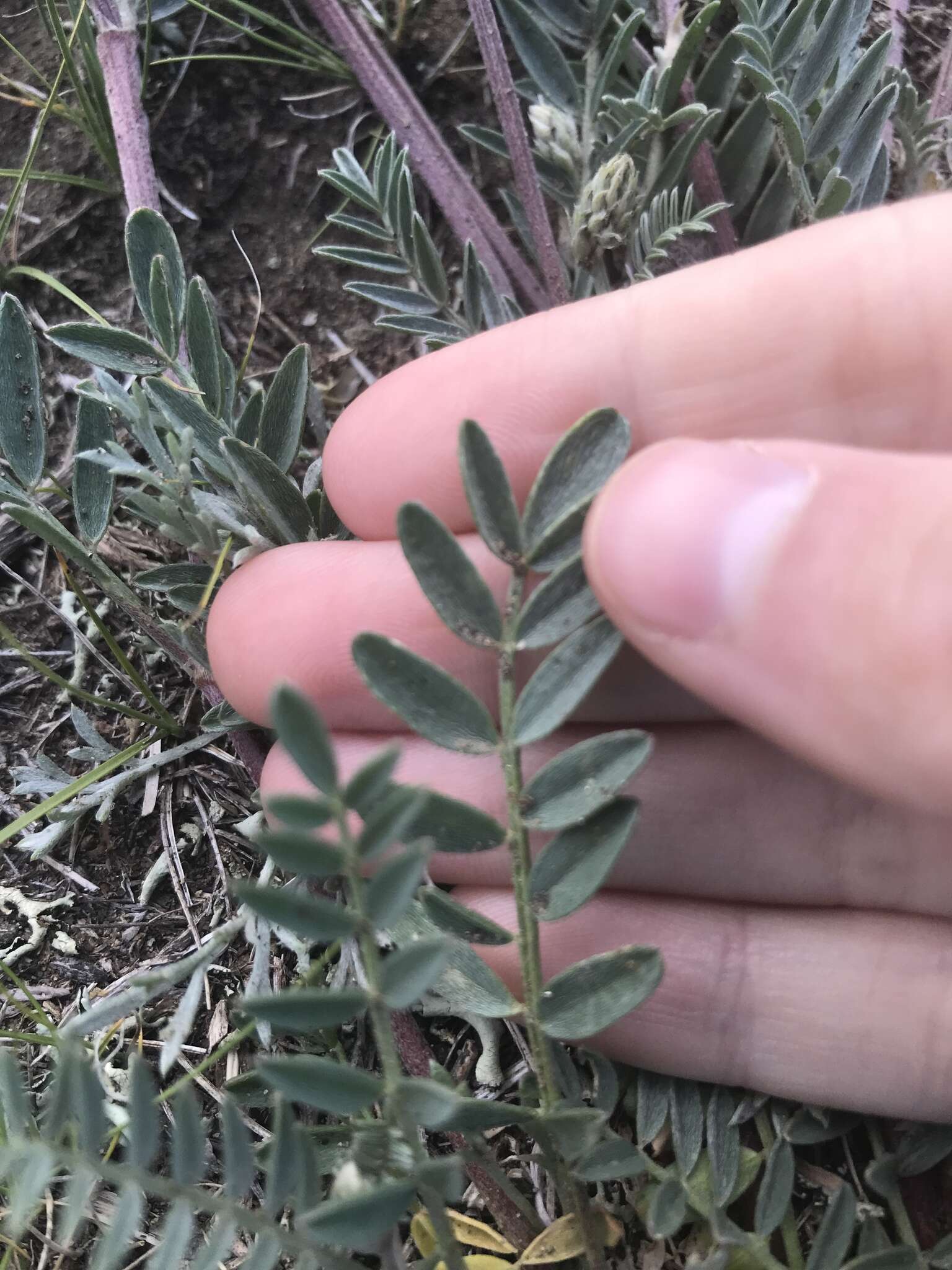 Image of prairie milkvetch