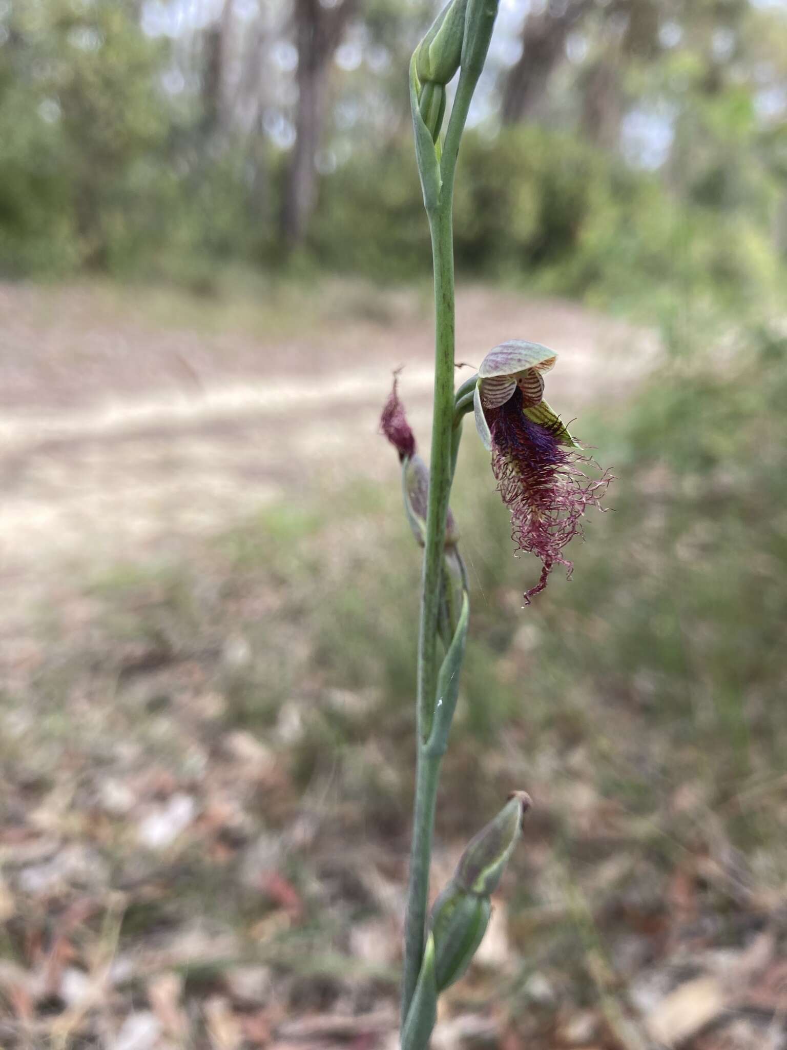 Imagem de Calochilus gracillimus Rupp