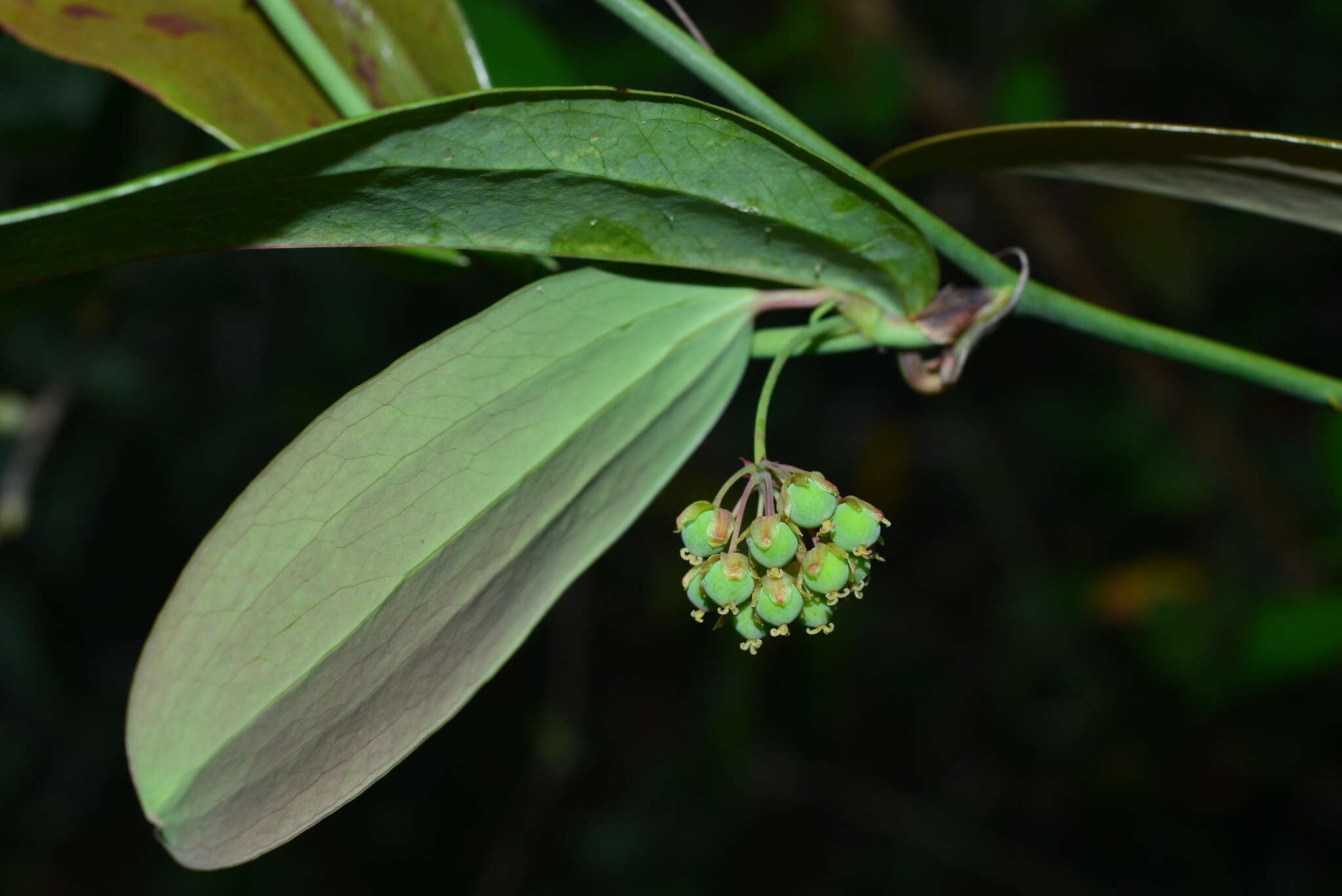 Image of Smilax elongatoumbellata Hayata