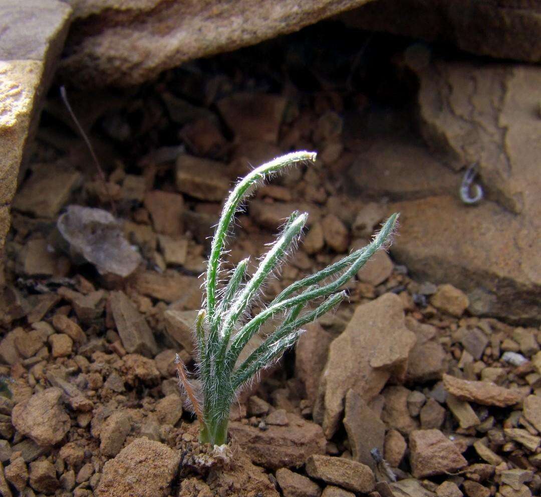 Imagem de Ornithogalum adseptentrionesvergentulum U. Müll.-Doblies & D. Müll.-Doblies