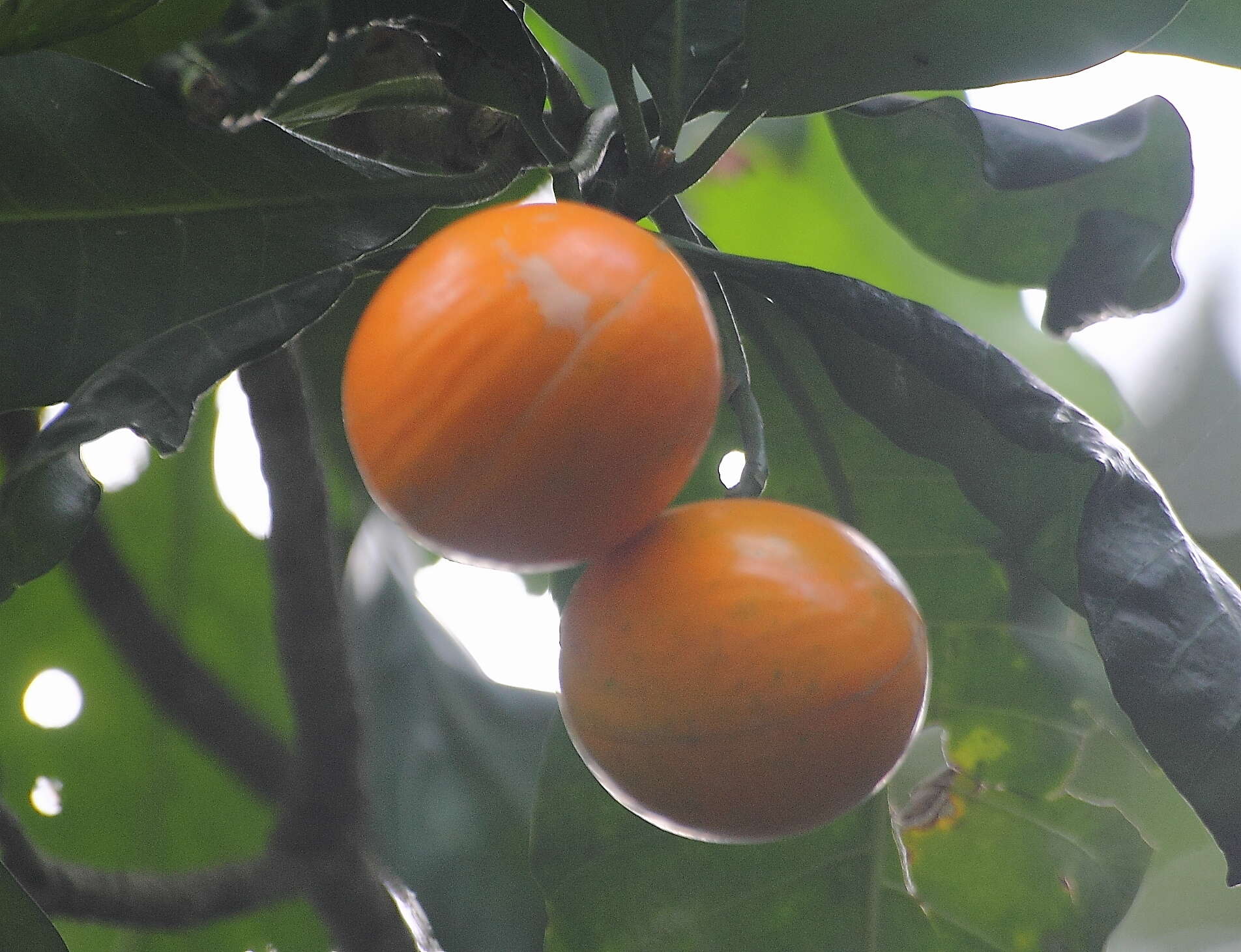 صورة Tabernaemontana macrocarpa Jack