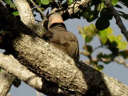 صورة Streptopelia decipiens ambigua (Barboza du Bocage 1881)