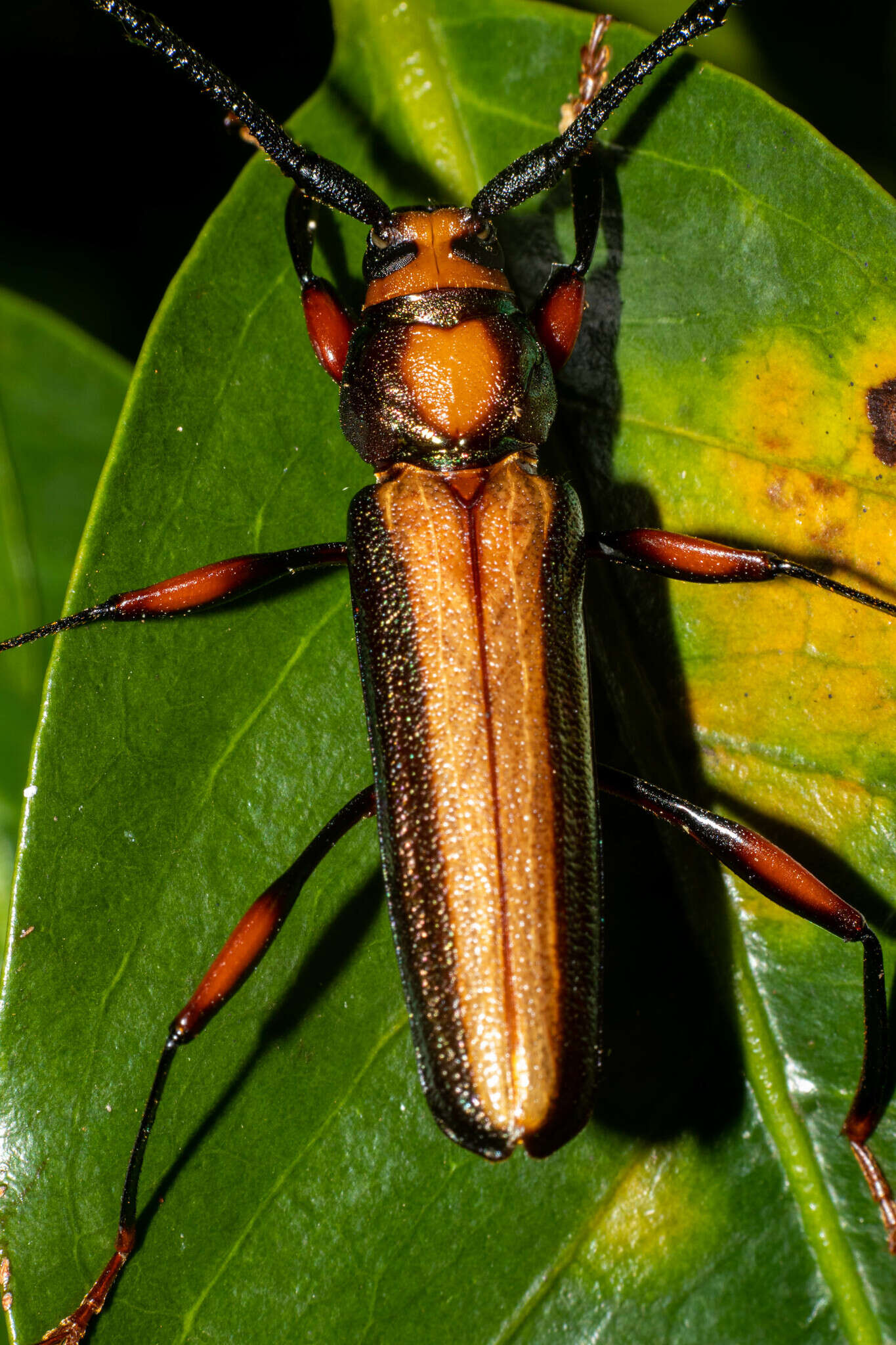 Image of Xystrocera festiva Thomson 1861