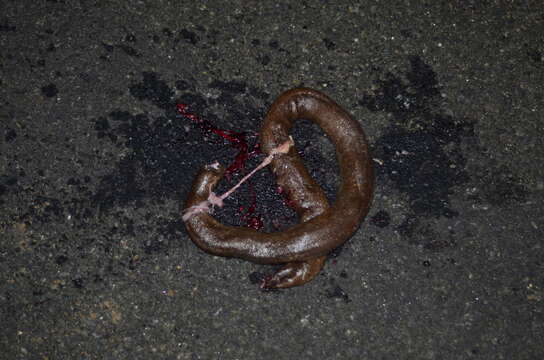 Image of Brown Sand Boa