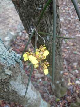 Image of Trichocentrum ascendens (Lindl.) M. W. Chase & N. H. Williams