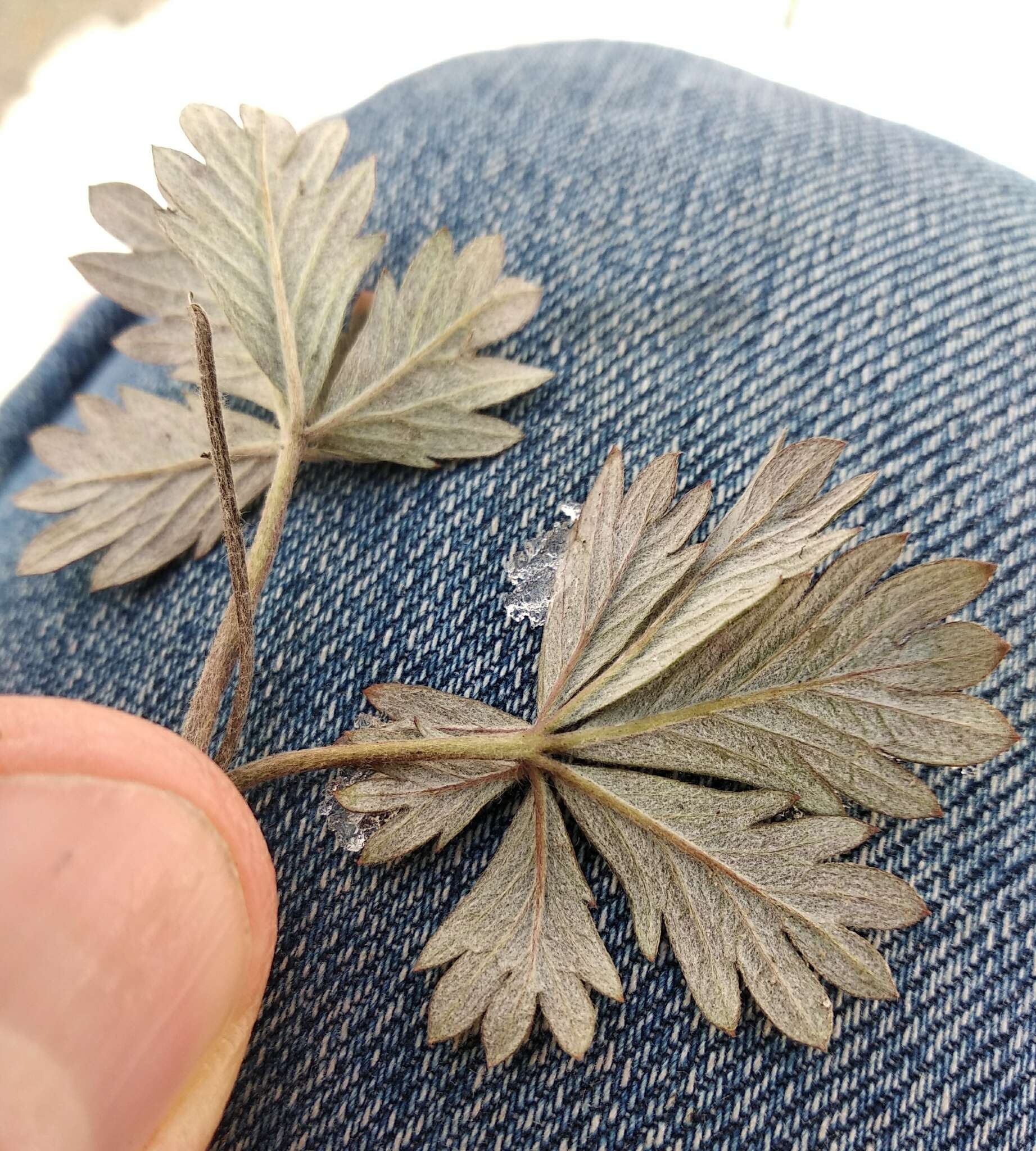 Image of palmleaf cinquefoil