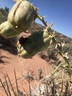 Image of Tragidion agave Swift & Ray 2008