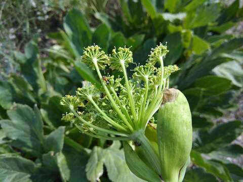 Image of Xanthogalum sachokianum I. I. Karyagin